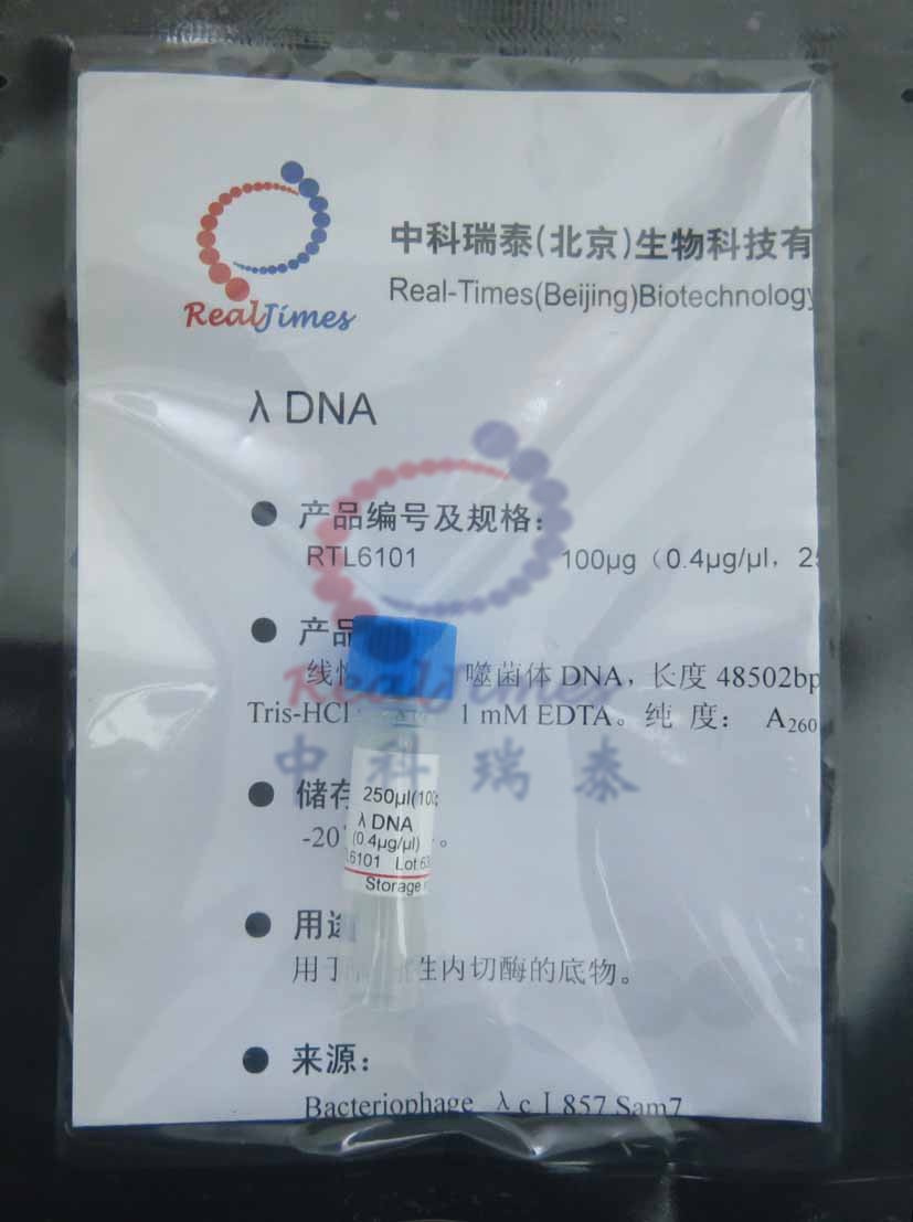 λ DNA